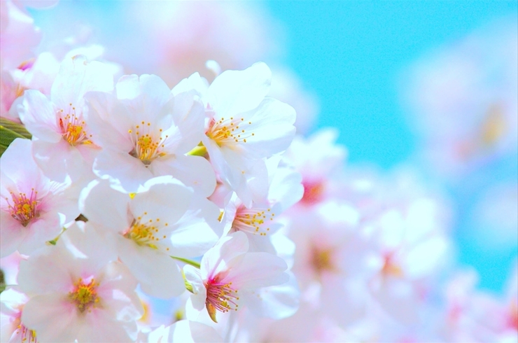 桜の花